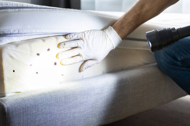 Best Pest Inspection Near Me  in Groesbeck, TX