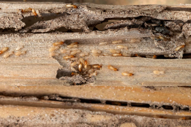 Best Residential Pest Control  in Groesbeck, TX
