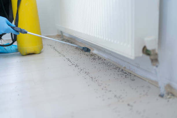 Best Affordable Pest Control Services  in Groesbeck, TX