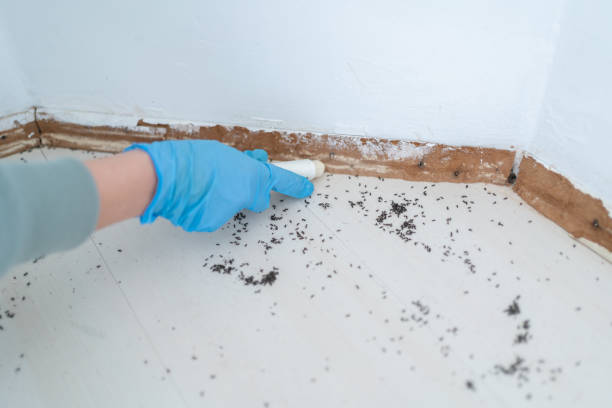 Best Wasp Removal Services  in Groesbeck, TX